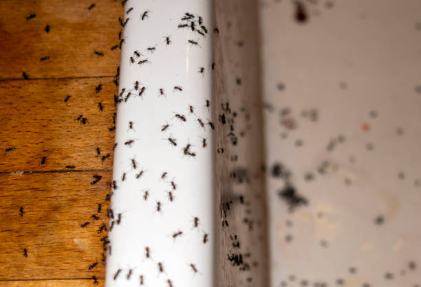 Best Residential Pest Control  in San Elizario, TX