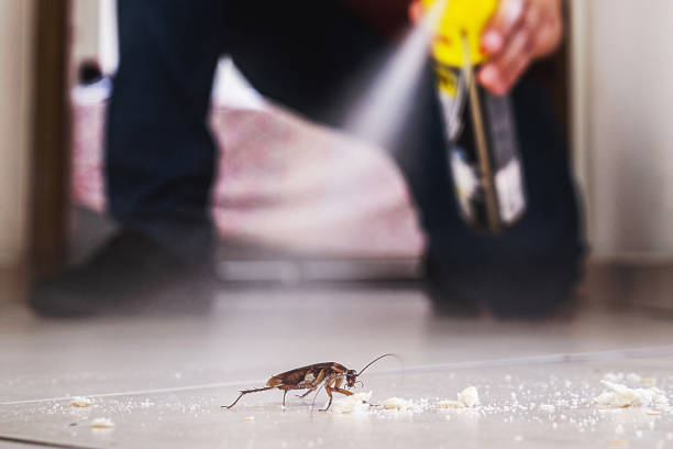 Best Pest Control Treatment  in San Elizario, TX