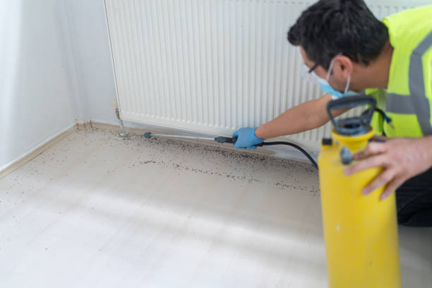 Best Rat Extermination Near Me  in San Elizario, TX