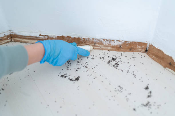 Best Pest Removal Services  in San Elizario, TX